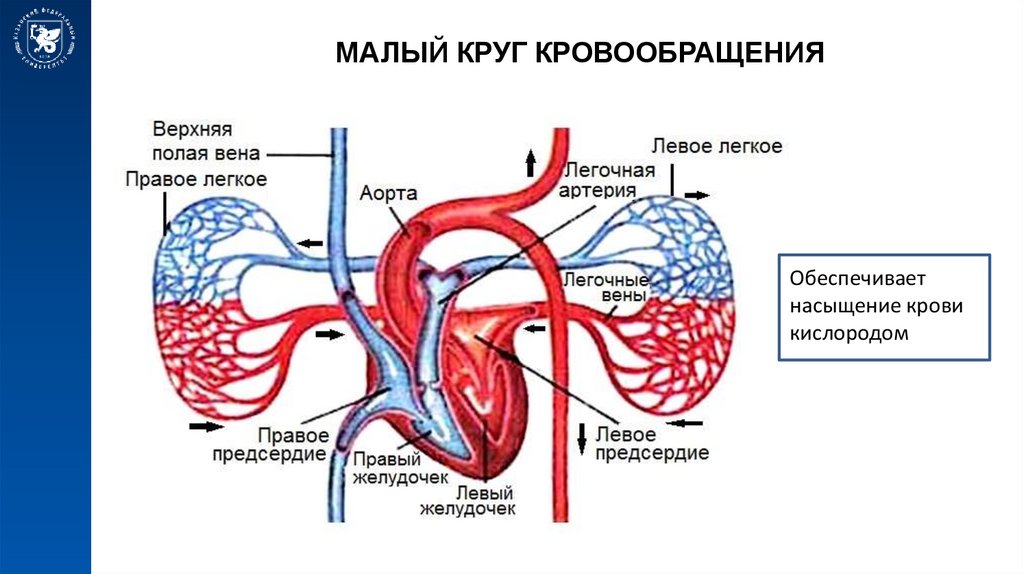 Этапы кругов кровообращения