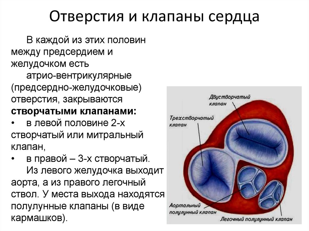 Виды клапанов сердца