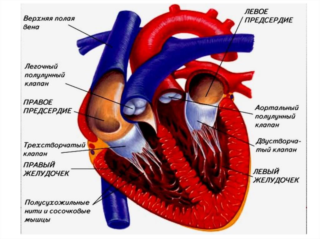 Передняя стенка аорты. Стенки сердца. Строение стенки сердца человека. Топография клапанов сердца. Средний слой сердца.