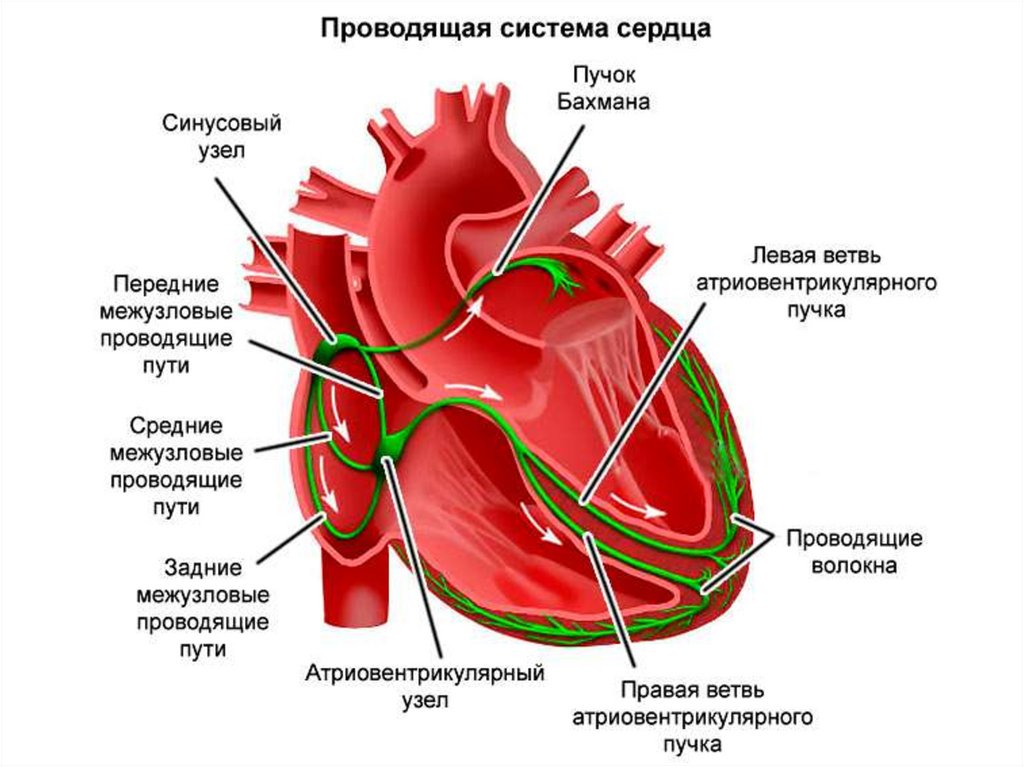 Сердце приведет часть 1. Строение и функции проводящей системы сердца. Структура проводящей системы сердца схема. Проводящая система сердца синоатриальный узел. Физиология проводящей системы сердца.