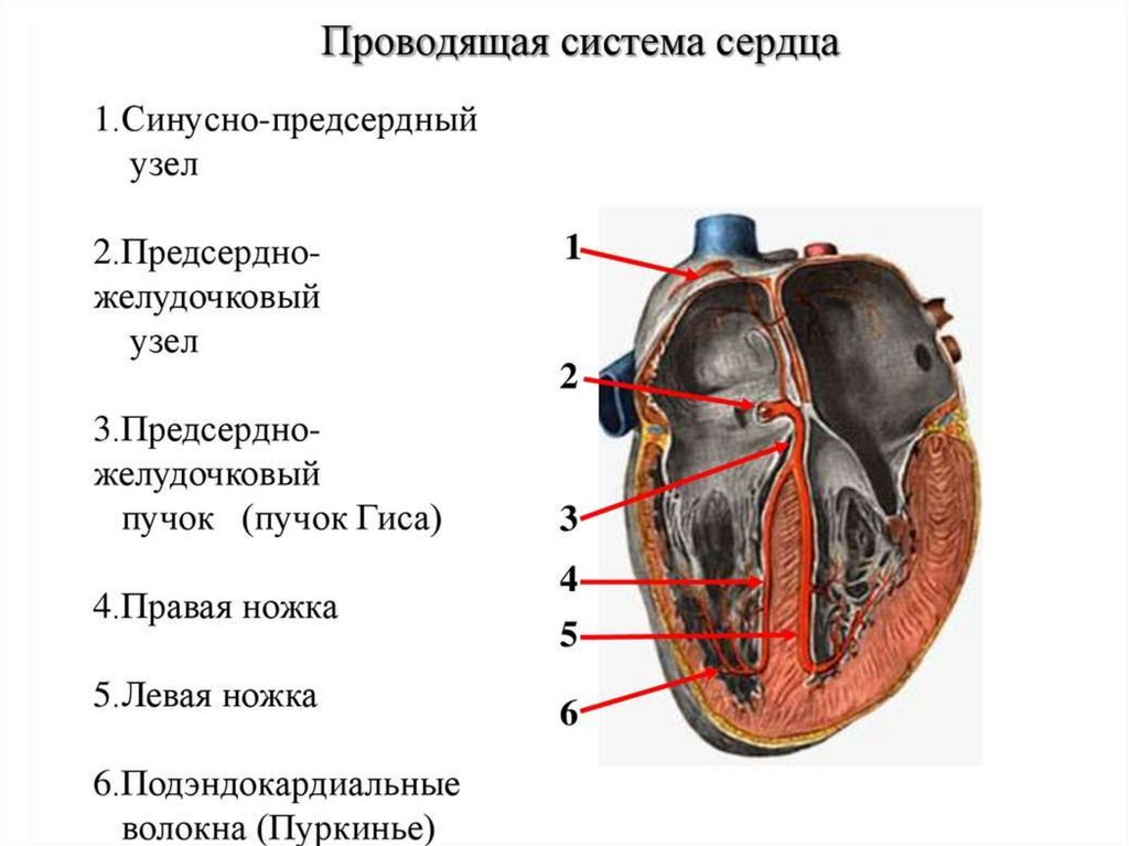 Поперечный разрез сердца