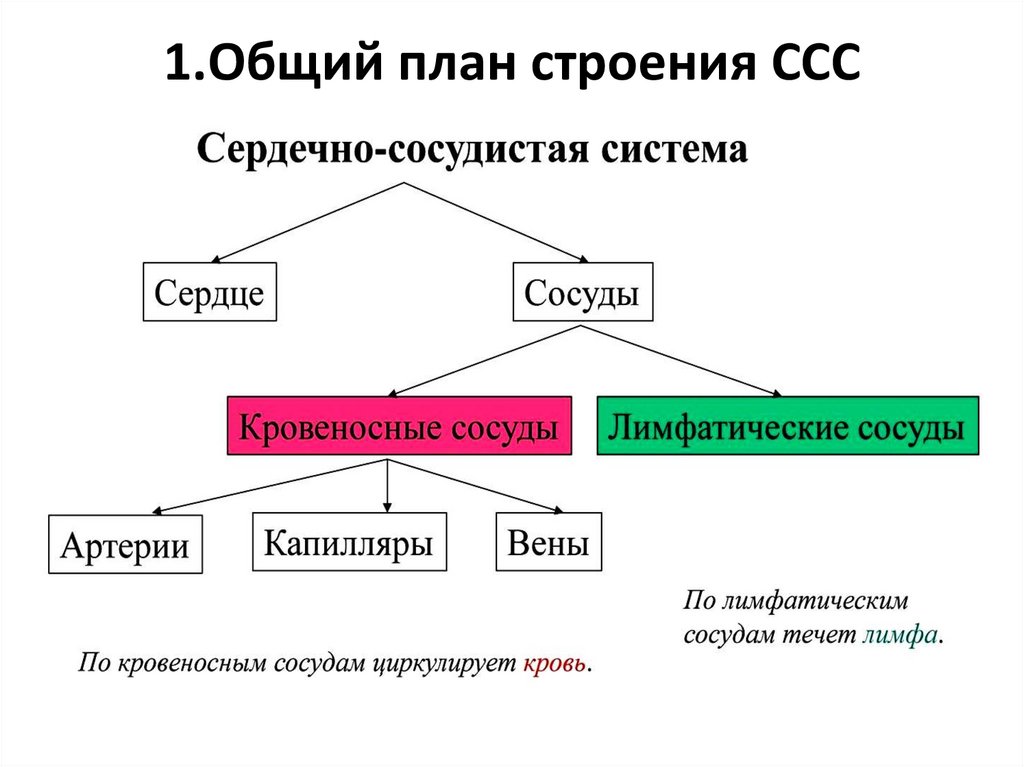 Схема сердечно сосудистой системы человека