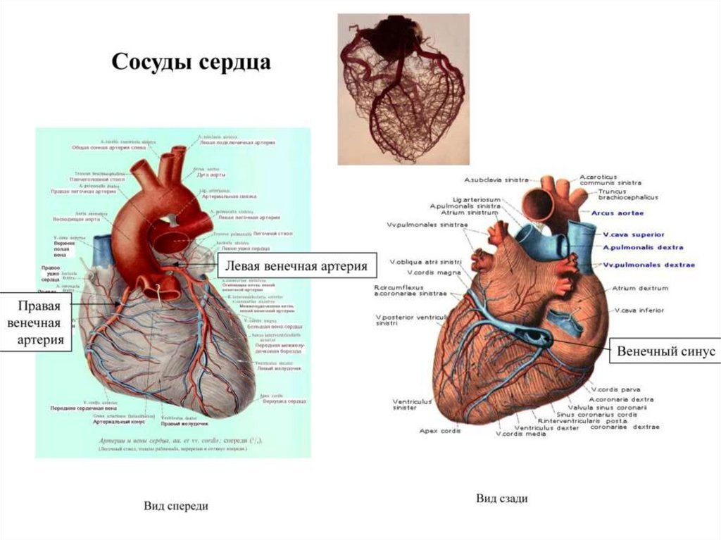 Внешние проявления деятельности сердца