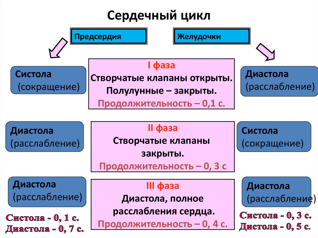 Сердечный цикл таблица