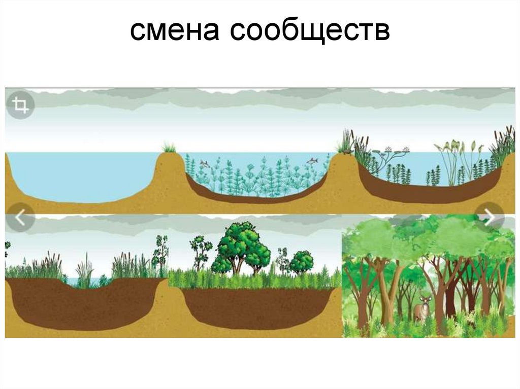 Причины смены сообществ схема