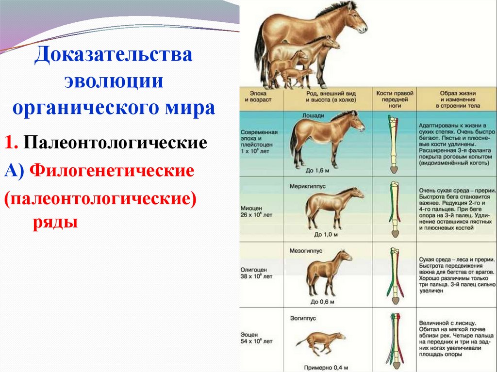 Методы изучения филогенеза. Филогенетический ряд лошади таблица. Эволюция филогенетический ряд лошади. Палеонтологический ряд лошади таблица. Эволюция лошади от Эогиппуса.