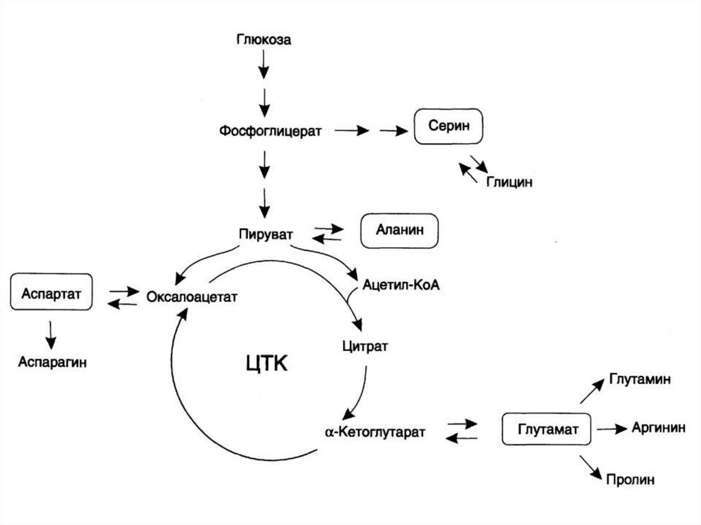 Схема обмена аминокислот