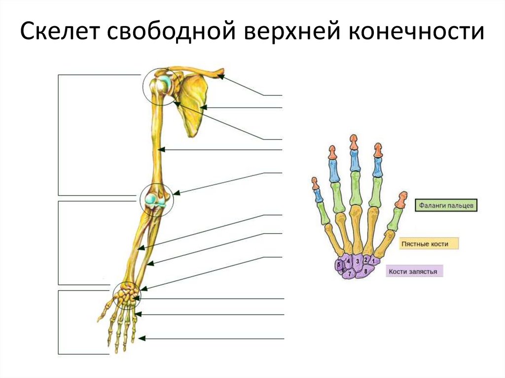 Скелет конечностей включает. Скелет свободной верхней конечности. Отделы скелета свободной верхней конечности. Скелет пояса и свободной верхней конечности. Скелет свободной верхней конечности состоит из.