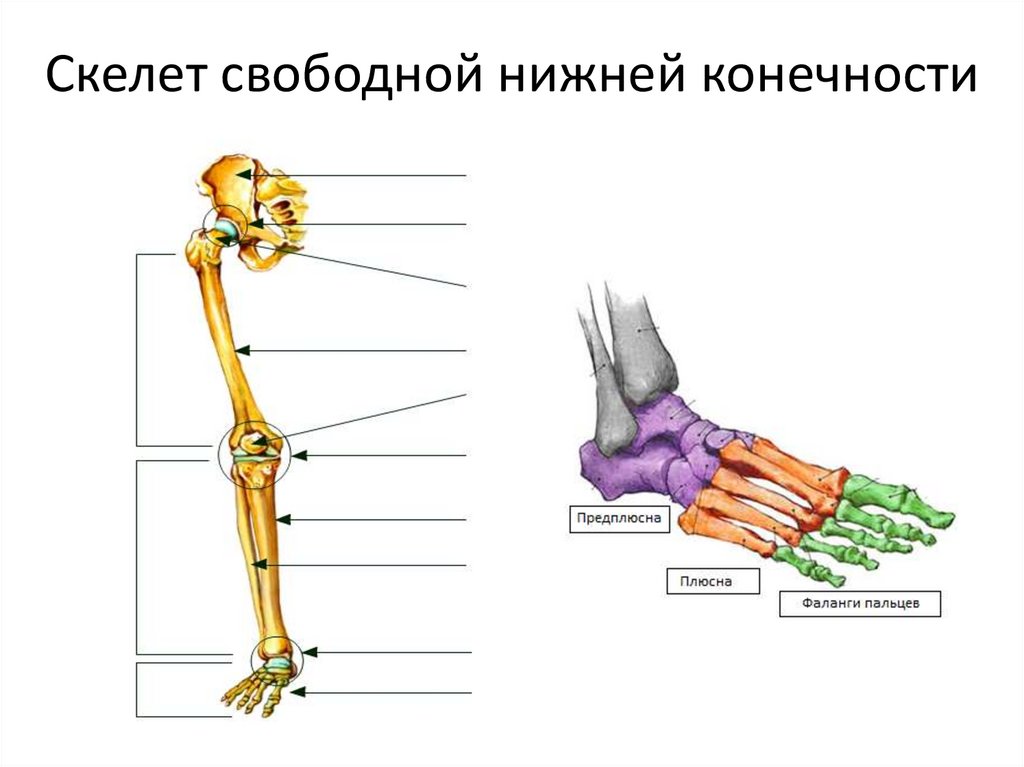 Скелет свободной нижней конечности