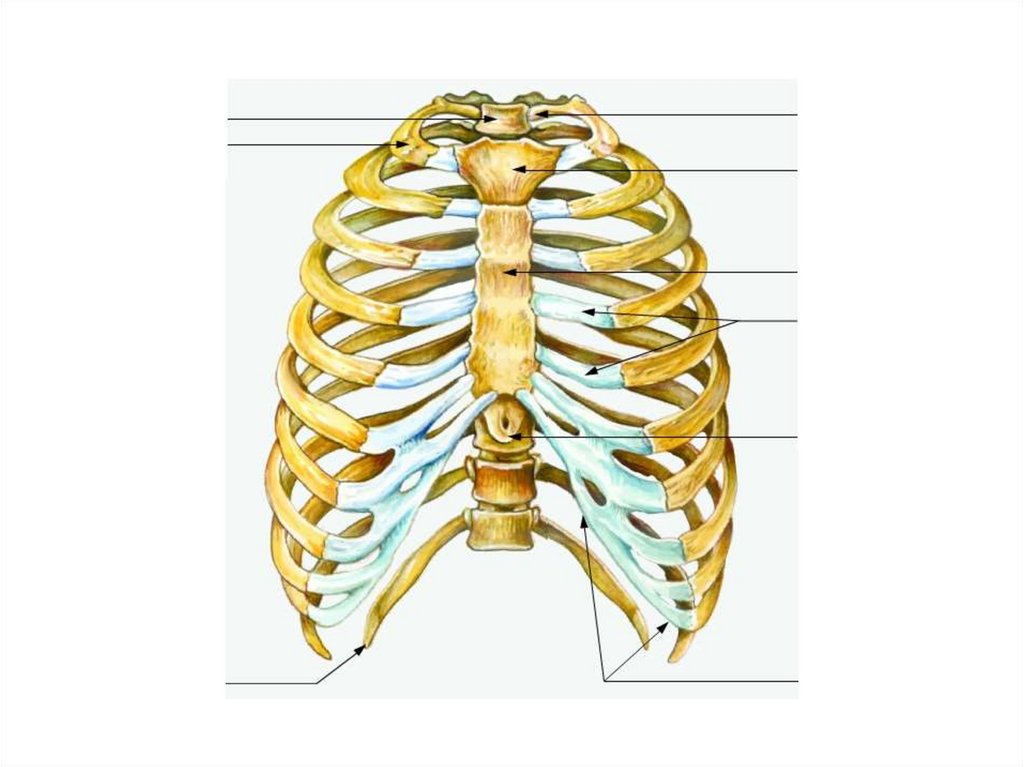 Скелет туловища грудная клетка