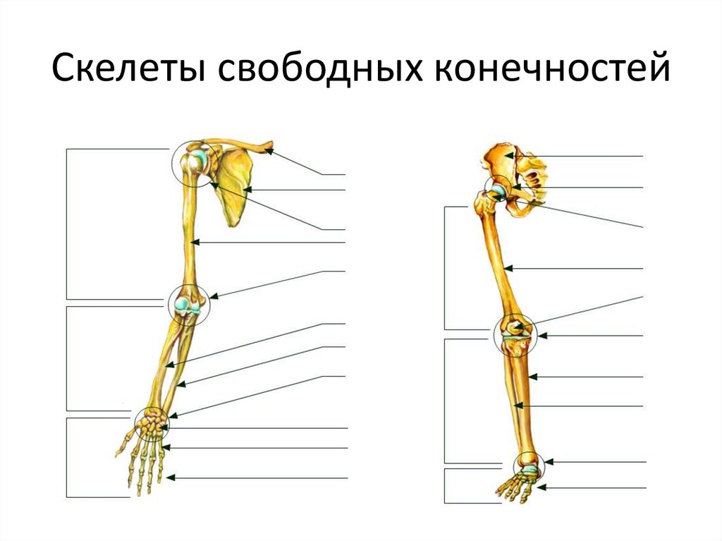Скелет свободных конечностей млекопитающих