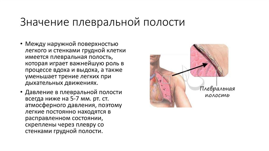 Газообмен - презентация онлайн