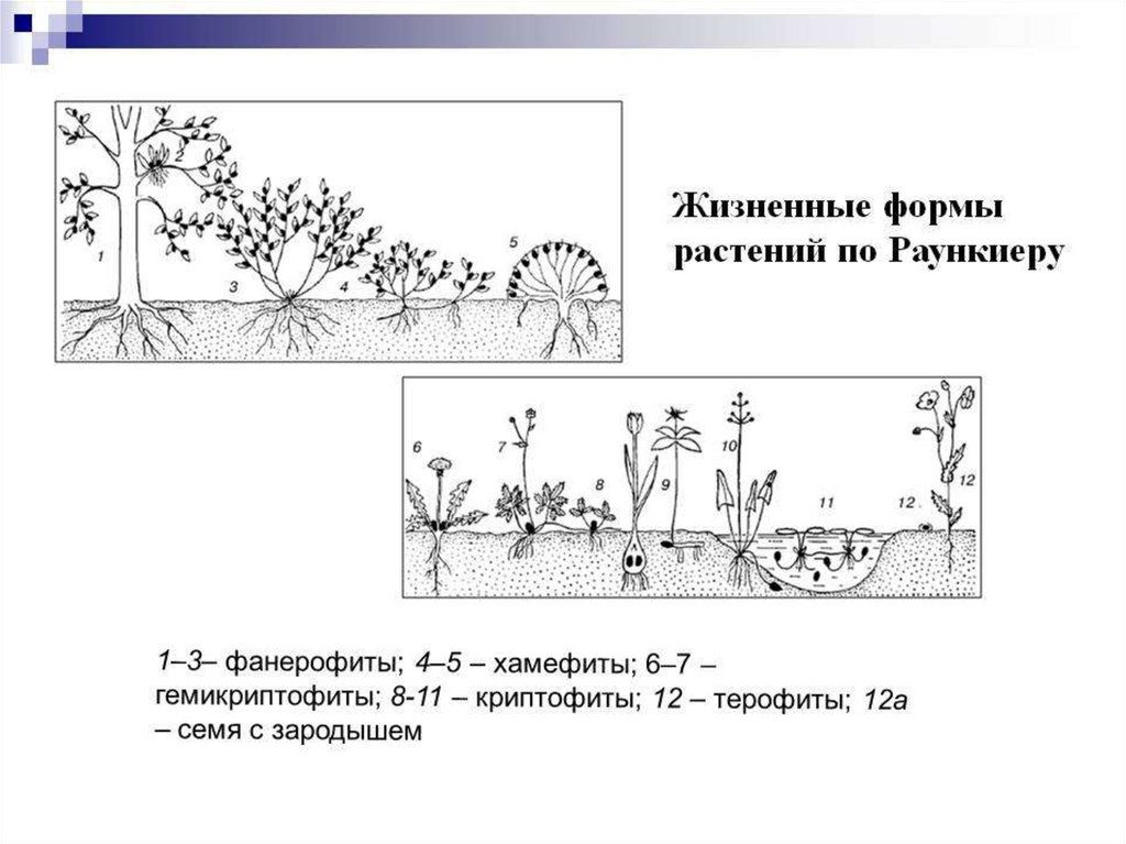 Жизненная схема. Жизненные формы растений система к Раункиера. Классификация жизненных форм растений по Раункиеру. Жизненные формы растений (по к. Раункиеру, 1907):. Жизненные формы растений фанерофиты.