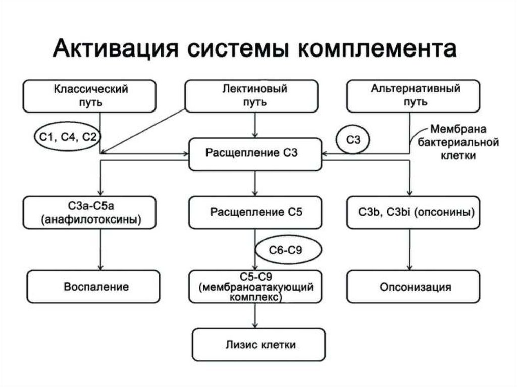 Системы управления в биологии презентация