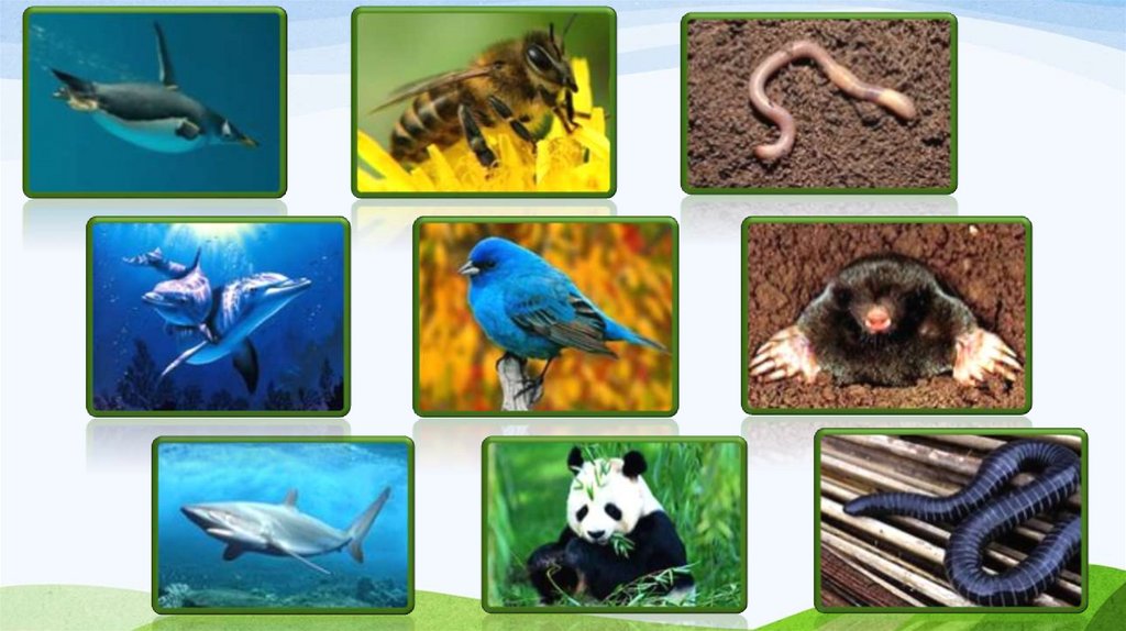 Животные из каждой среды обитания. Среды обитания животных. Животные в разных средах. Обитатели разных сред обитания. Обитатели воздуха.