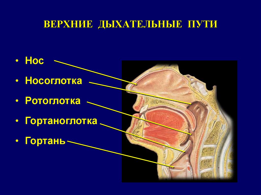 Глотка т. Нос носоглотка гортань строение. Носоглотка ротоглотка гортаноглотка. Ротоглотка гортаноглотка строение. Носоглотка дыхательные пути.