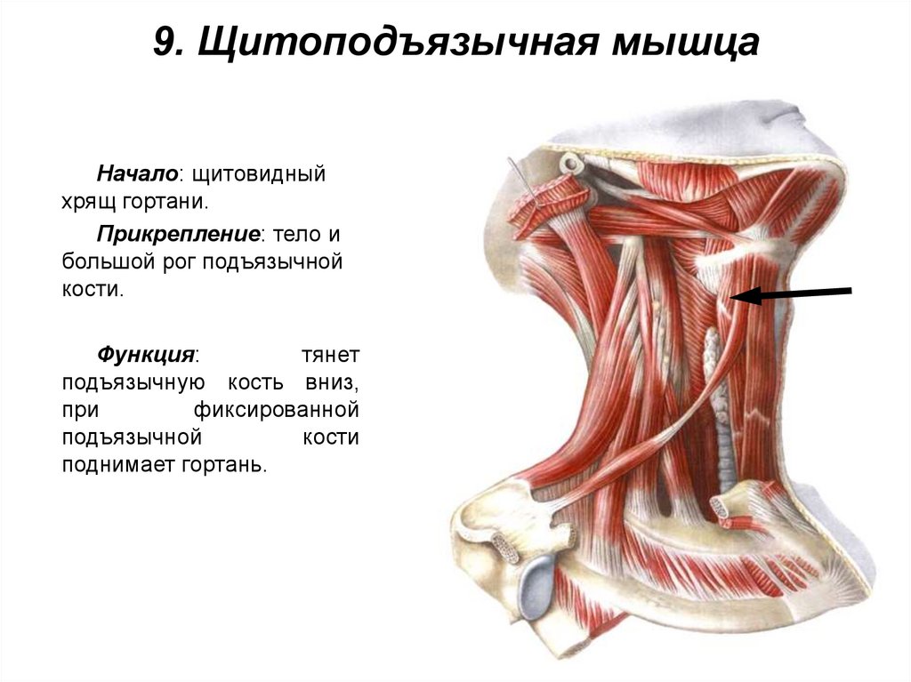 9. Щитоподъязычная мышца
