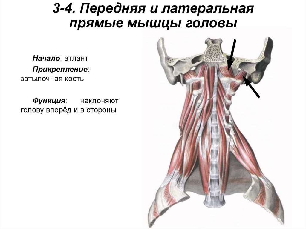 3-4. Передняя и латеральная прямые мышцы головы