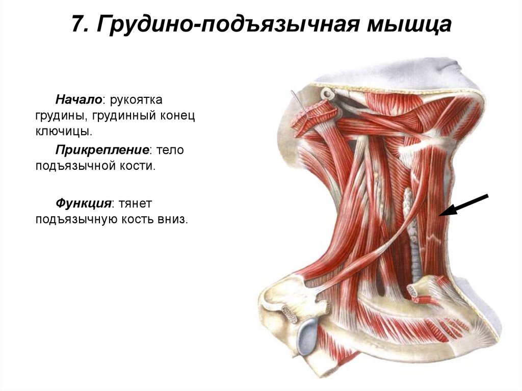 7. Грудино-подъязычная мышца