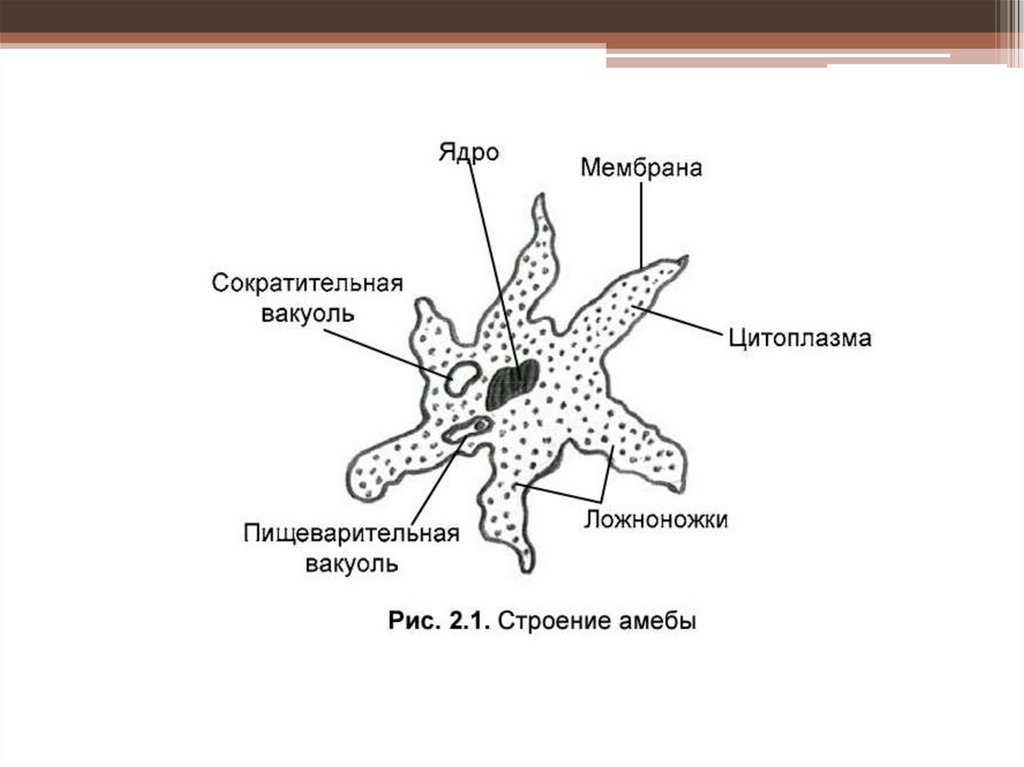 Пищеварительная вакуоль клетки. Пищеварительная вакуоль. Ложноножки псевдоподии. Ложноногие. Пищеварительная вакуоль формирование.