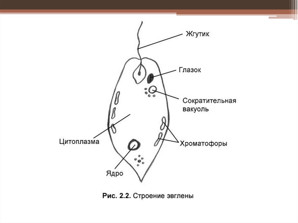 На рисунке цифрой 6 обозначено