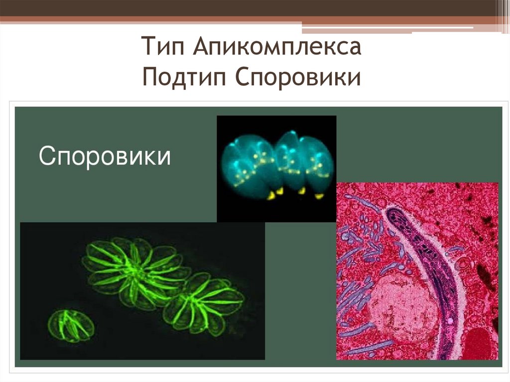 Споровики. Представители споровиков 7 класс. Класс Споровики представители. Споровики представители рисунок. Апикомплексы Споровики.