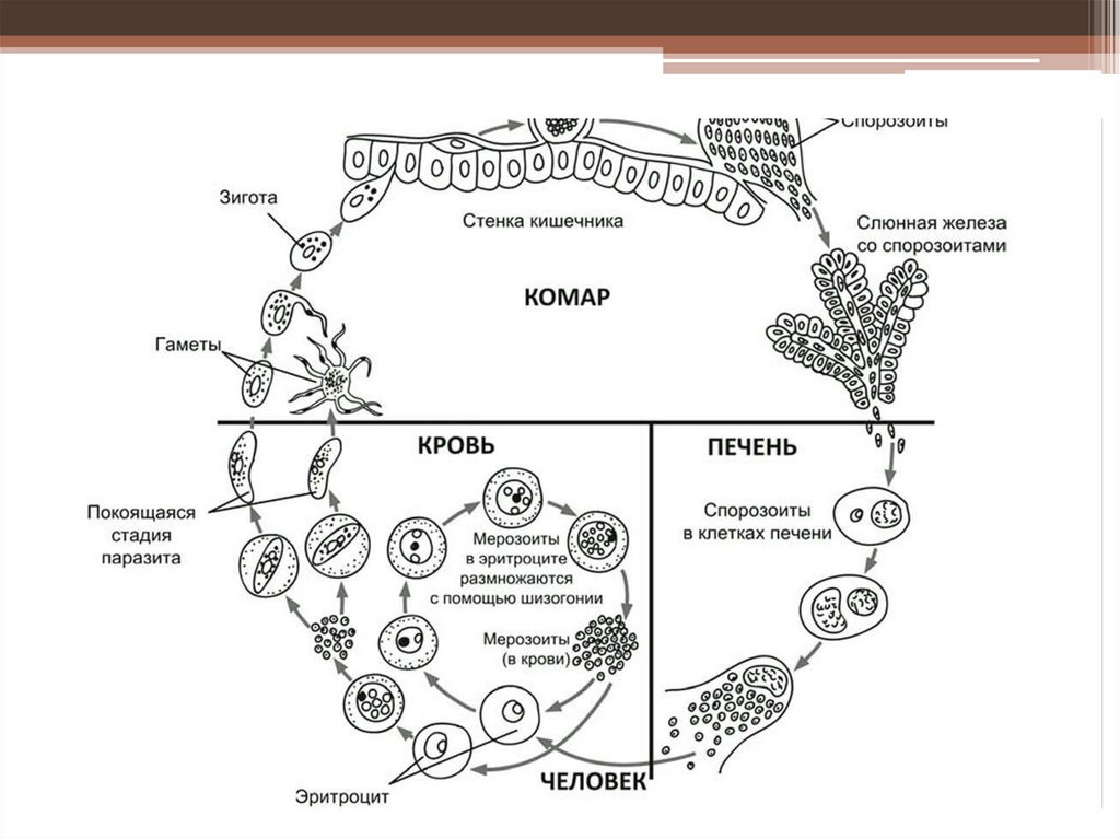 Цикл малярийного плазмодия кратко