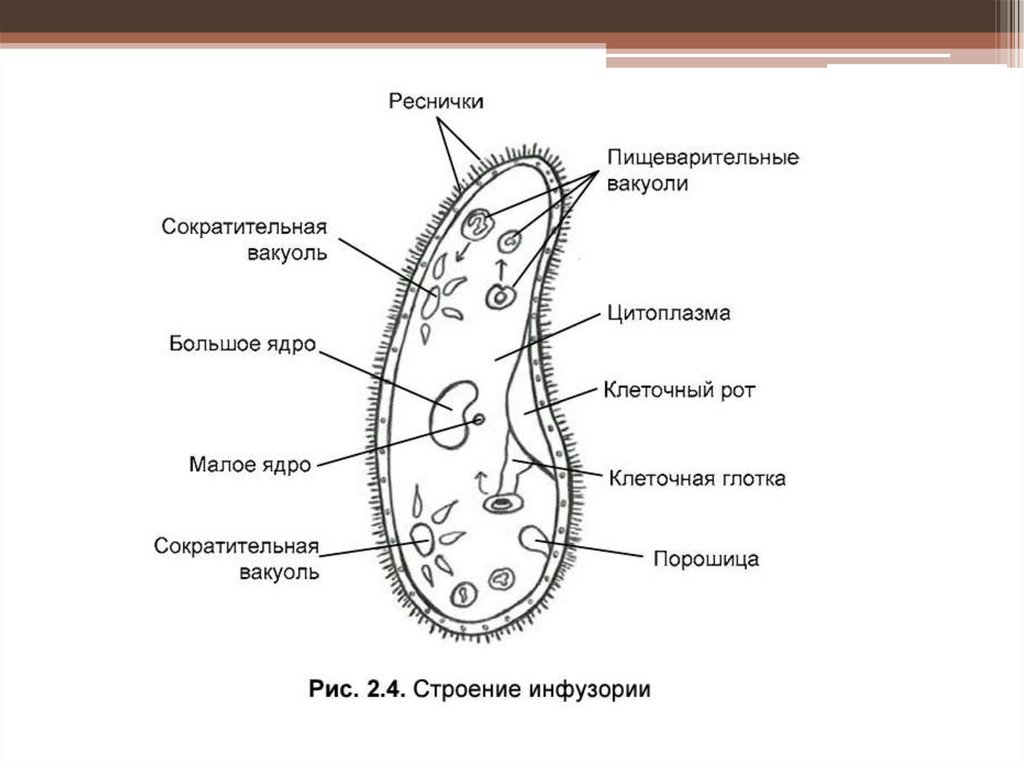 Пищеварительная вакуоль клетки. Пищеварительные вакуоли. Сократительные и пищеварительные вакуоли. Отсутствуют пищеварительные и сократительные вакуоли. Ядро цитоплазмы пищеварительной вакуоли.