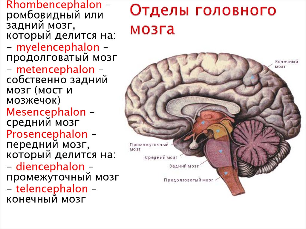 Средний отдел головного мозга включает. Передний отдел головного мозга. Основные отделы головного мозга. Функции отделов головного мозга. Отделы головного мозга фото.
