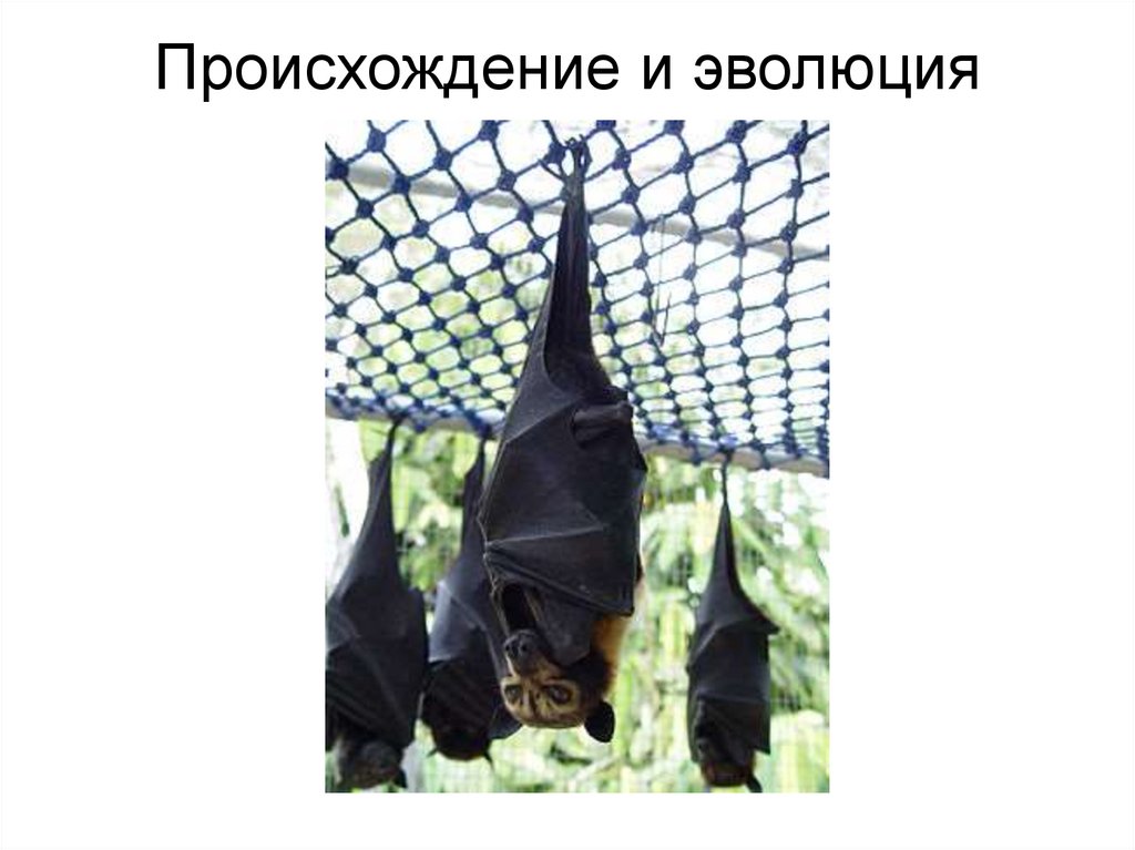 Происхождение и эволюция