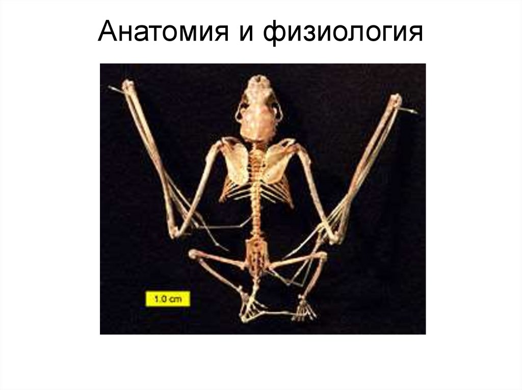 Анатомия и физиология