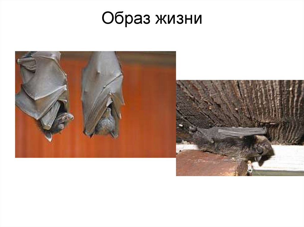 Образ жизни