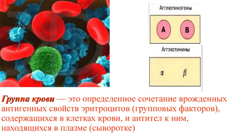 Агглютинины 1 группы крови