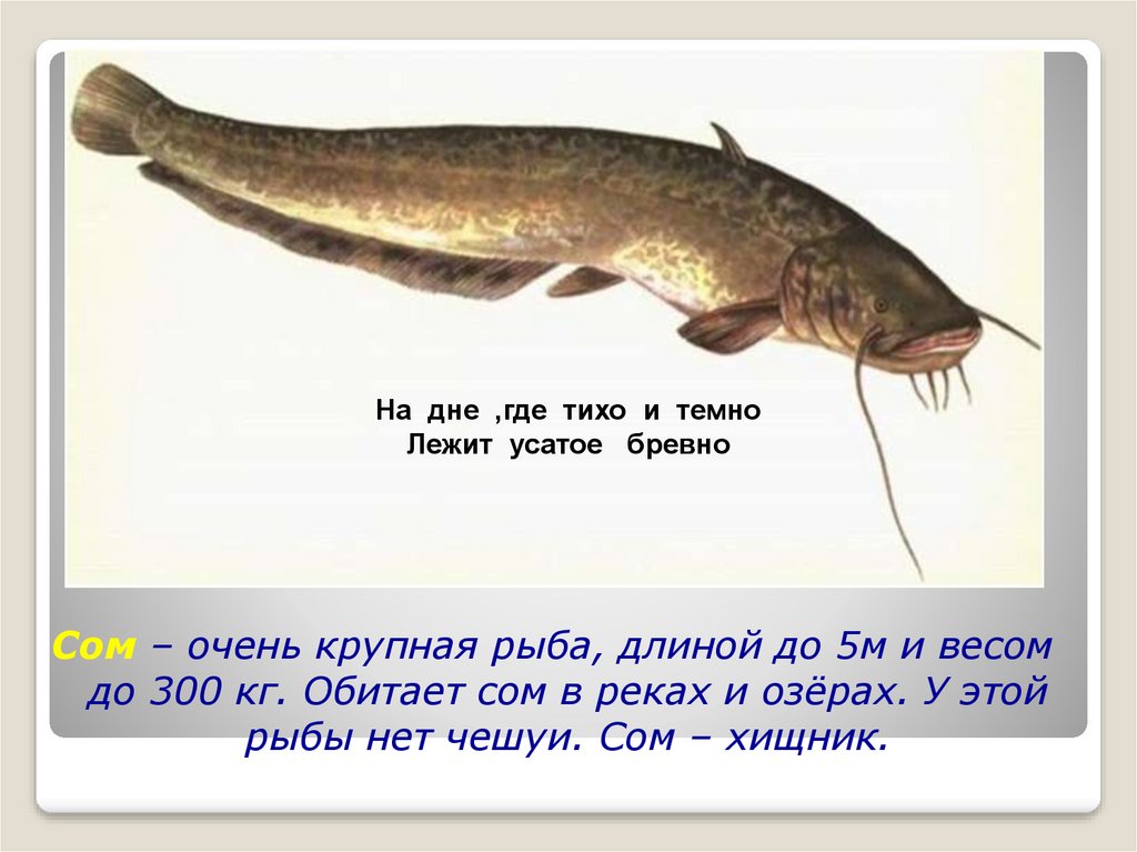 Рыба похожая на сома. Речные рыбы сом. Сомовые рыбы. Рыба сом хвост. Рыба сом пресноводный.