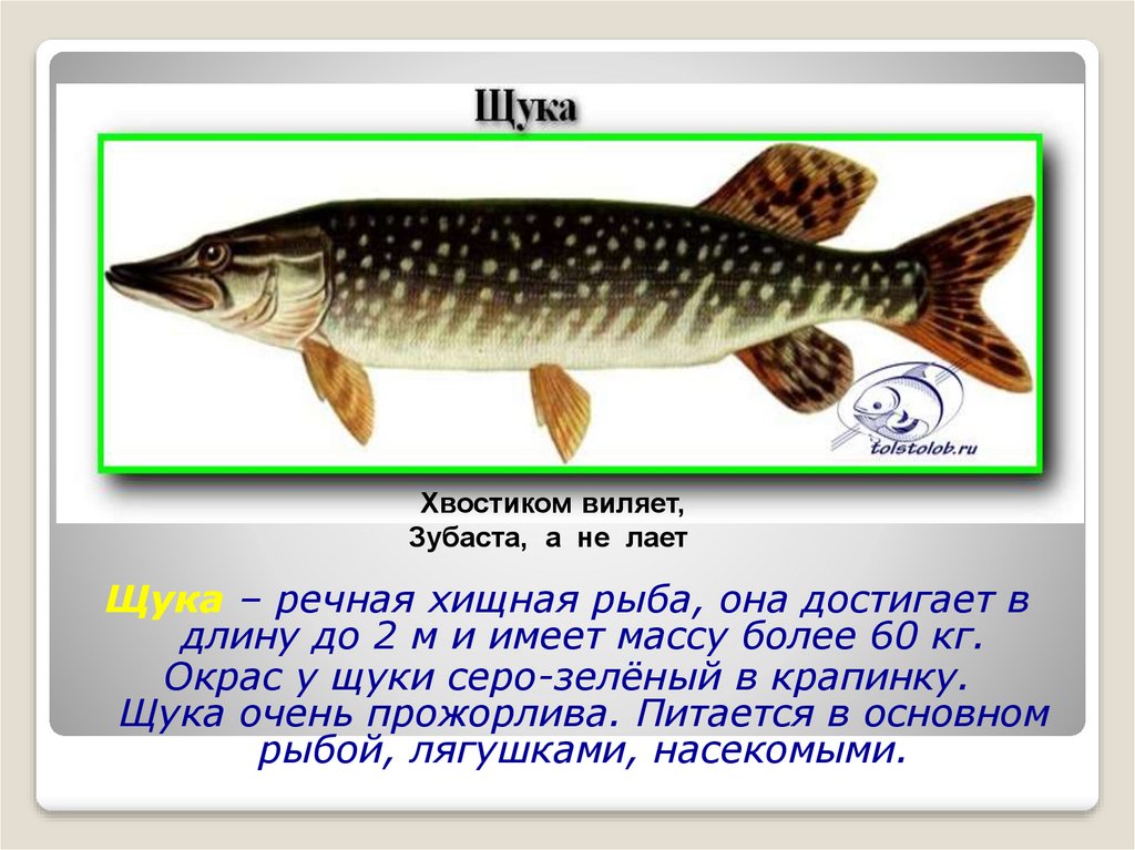 Кто такие рыбы 1. Кто такие рыбы. Кто такие рыбы картинки. Рыба щука длина. Щука в крапинку.