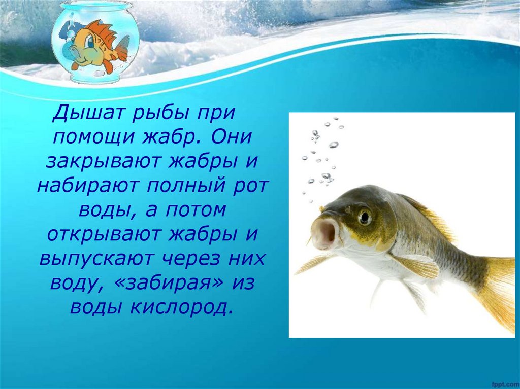 Рыба в воде слова