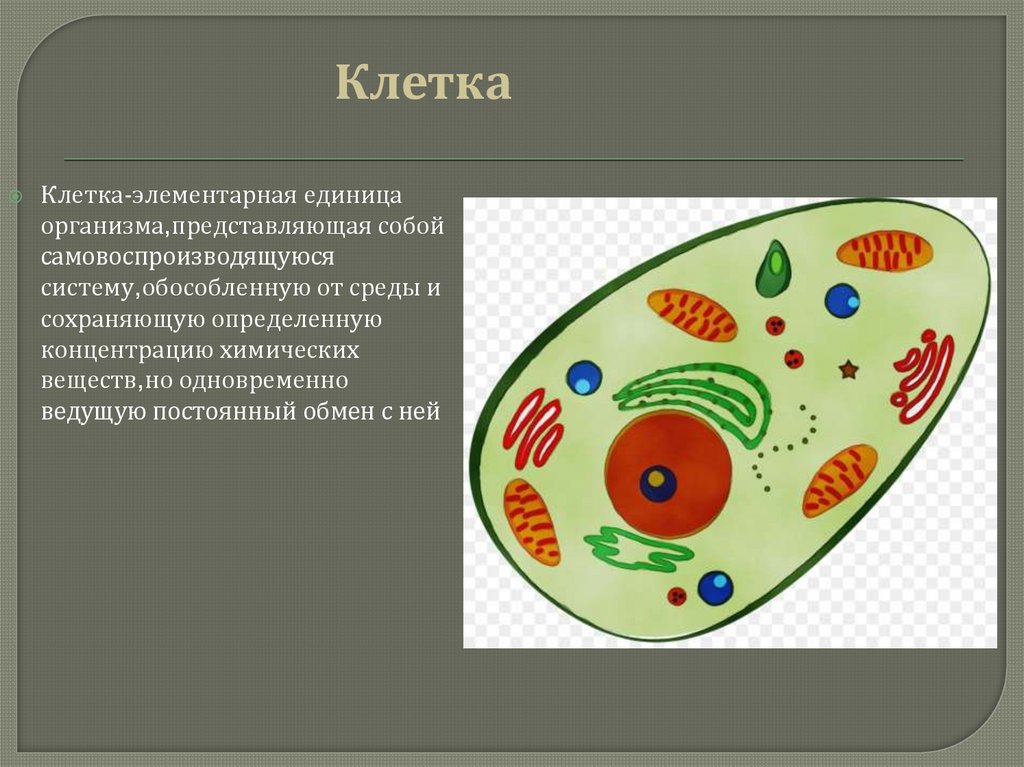 Клеточная теория шванна и шлейдена презентация