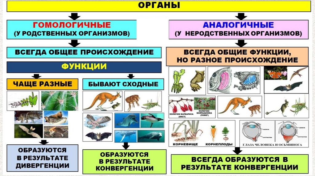 Определите какой эволюционный процесс изображен на схеме