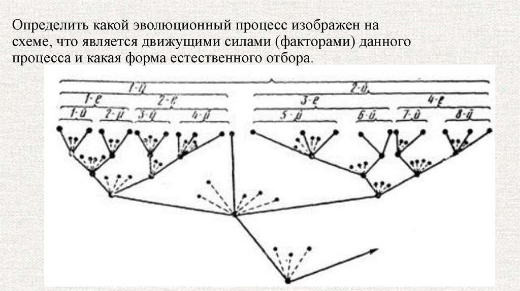 Определите какой эволюционный процесс изображен на схеме что является движущими силами