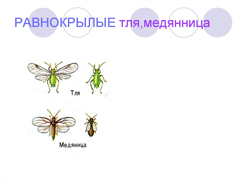 Равнокрылые насекомые презентация