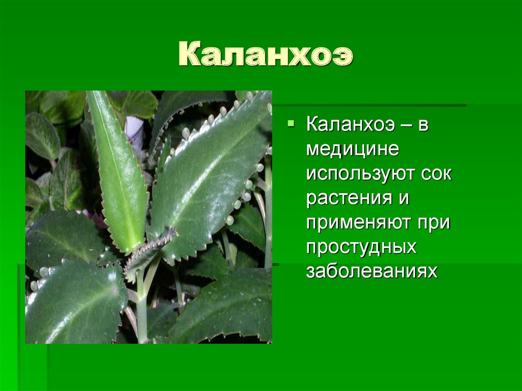 Опишите особенности растений каланхоэ
