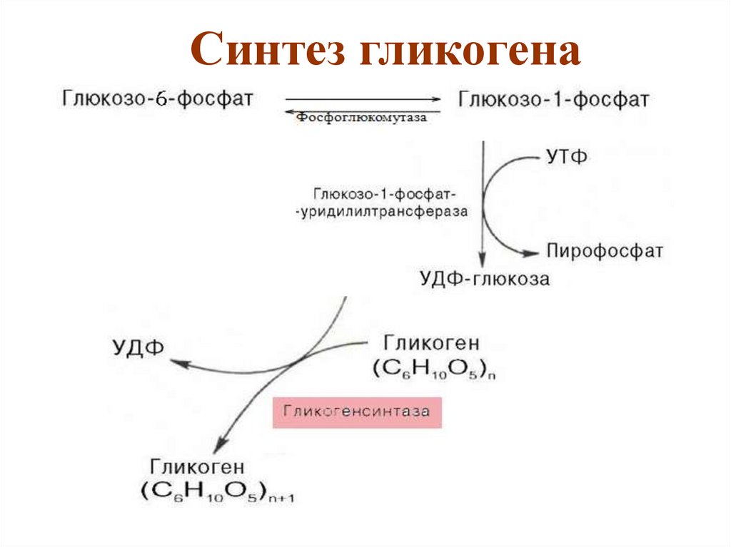 Ферменты превращения глюкозы в гликоген