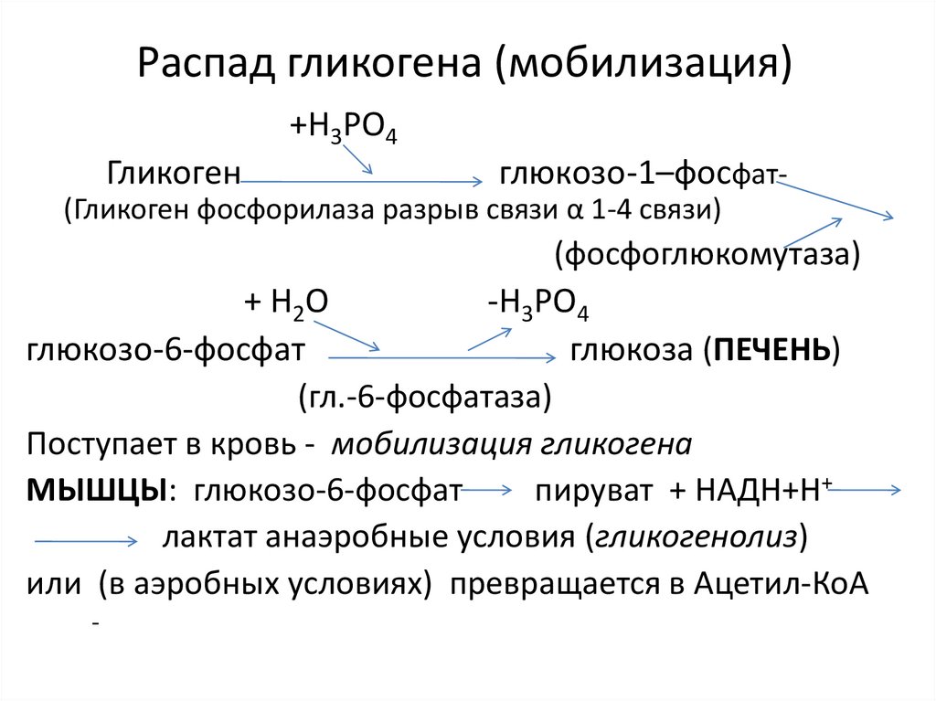 К уменьшению запасов гликогена ведут процессы