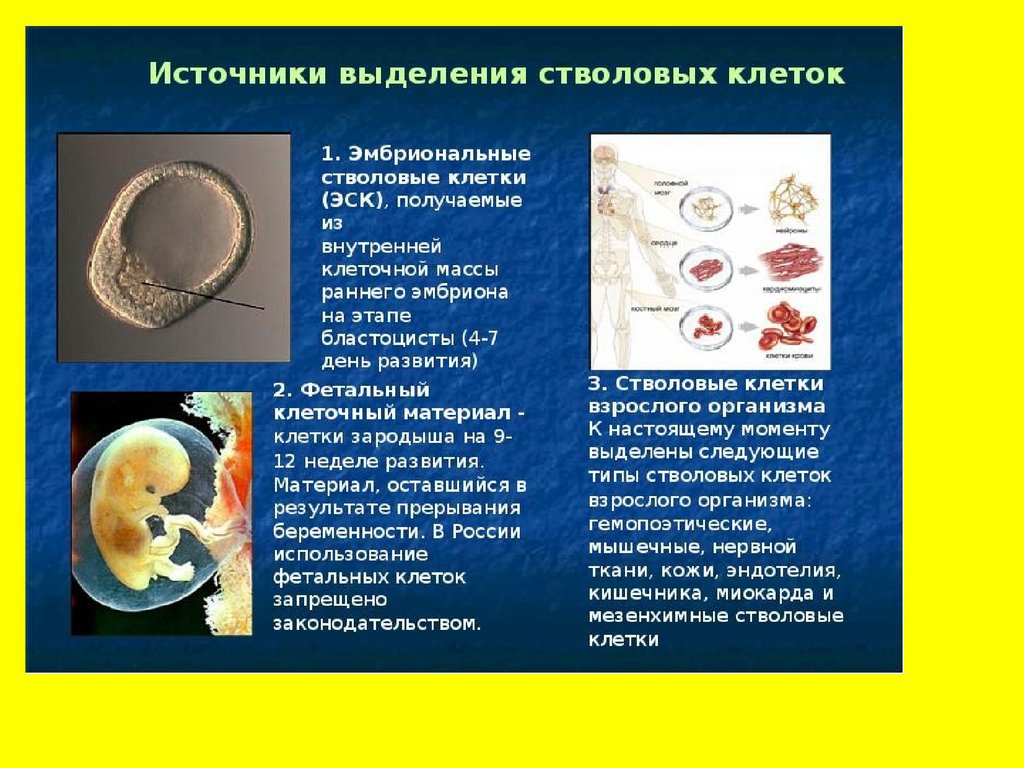 Эмбриональные стволовые клетки. 1)Эмбриональные стволовые клетки -. Фетальные стволовые клетки. Стволовые клетки из эмбрионов. Эмбриональная стволовая клетка.