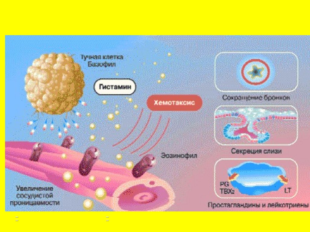 Патогенез кори схема