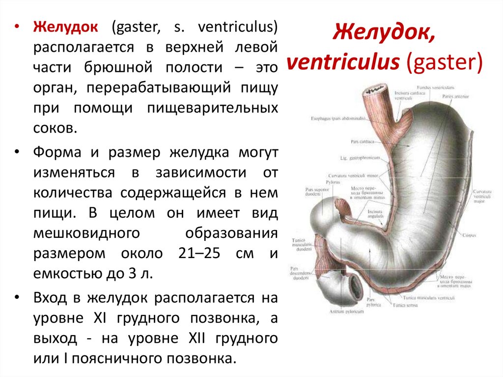 Строение желудка анатомия латынь. Строение желудка Синельников. Кардиальный латынь