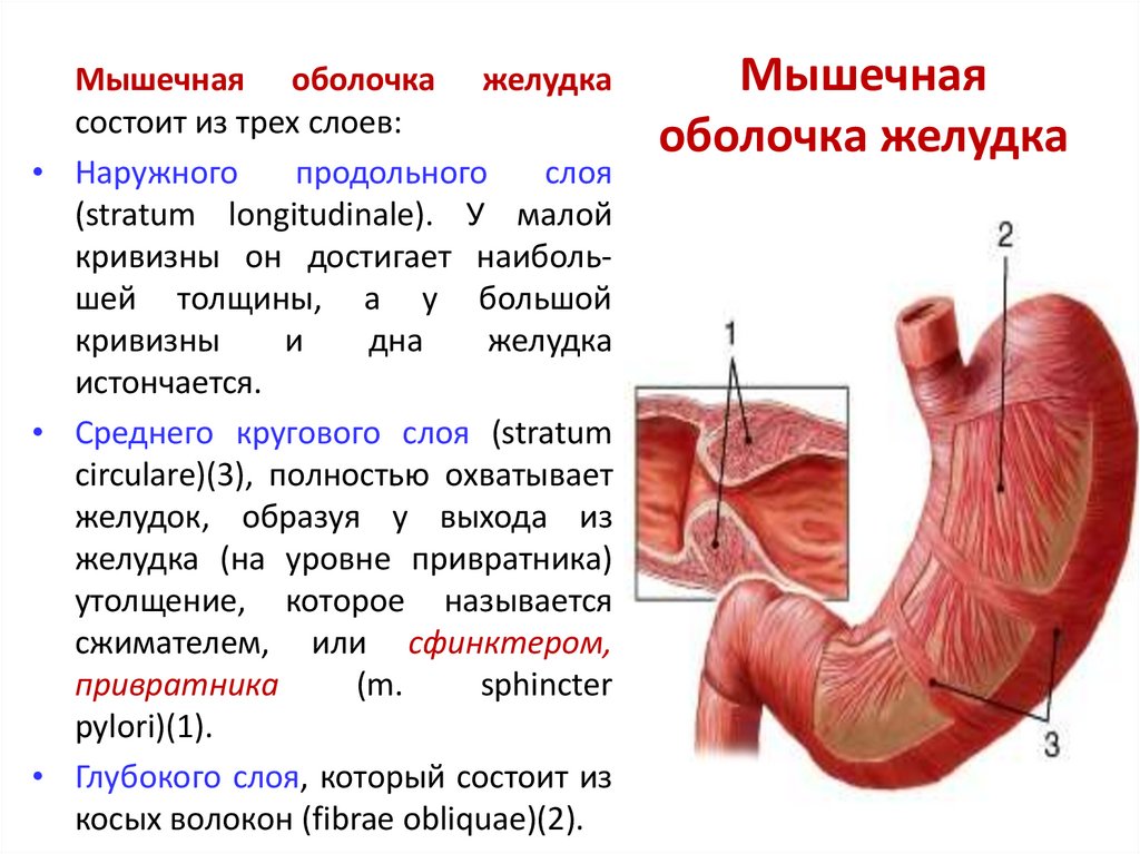 Функция оболочек желудка