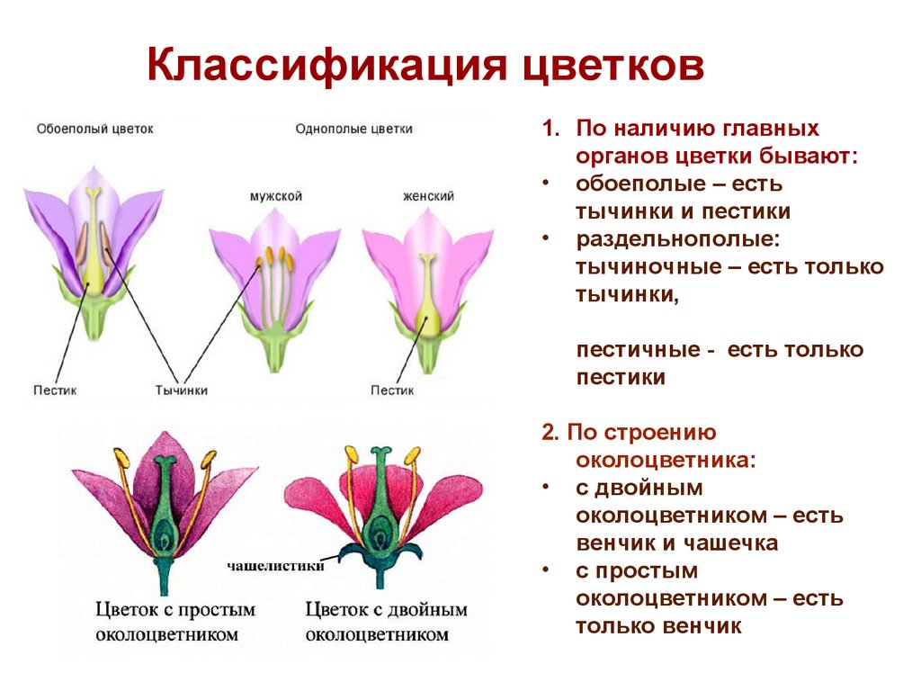 Обоеполым цветком называют. Однополые и обоеполые цветки. Классификация цветка обоеполые раздельнополые. Строение околоцветника Однодольные. Типы цветков биология 6 класс.