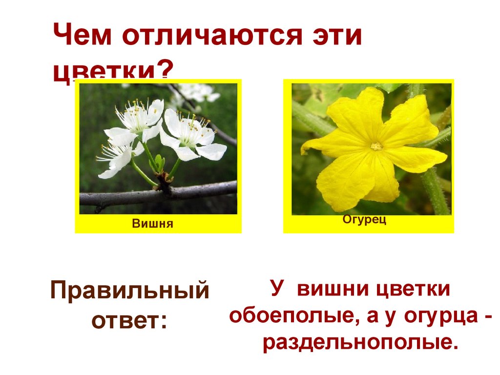 Как отличить цветы. Раздельнополые цветки огурца. Чем отличаются цветы. У огурцов раздельнополые цветки?. Обоеполый цветок огурца.