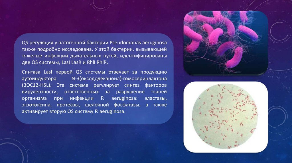 Микроорганизмами ii группы патогенности. Псевдомонас аэругиноза. Quorum Sensing у бактерий. Quorum Sensing микробиология. Факторы риска Pseudomonas aeruginosa.